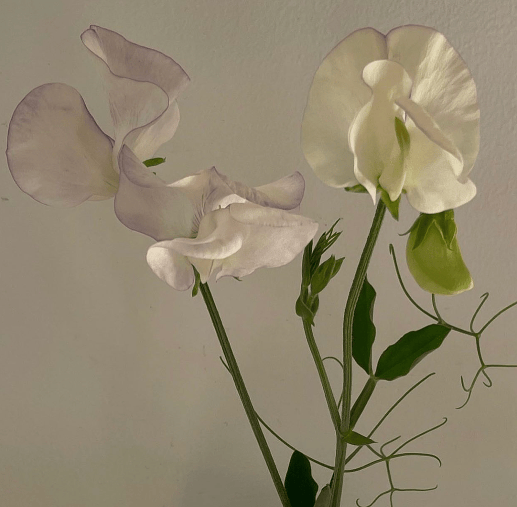 Colour Story: Orchid